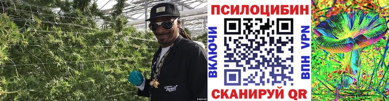 магазин    Геленджик  МЕГА ТОР  Галлюциногенные грибы мицелий 